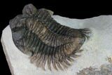 Coltraneia Trilobite Fossil - Huge Faceted Eyes #165860-4